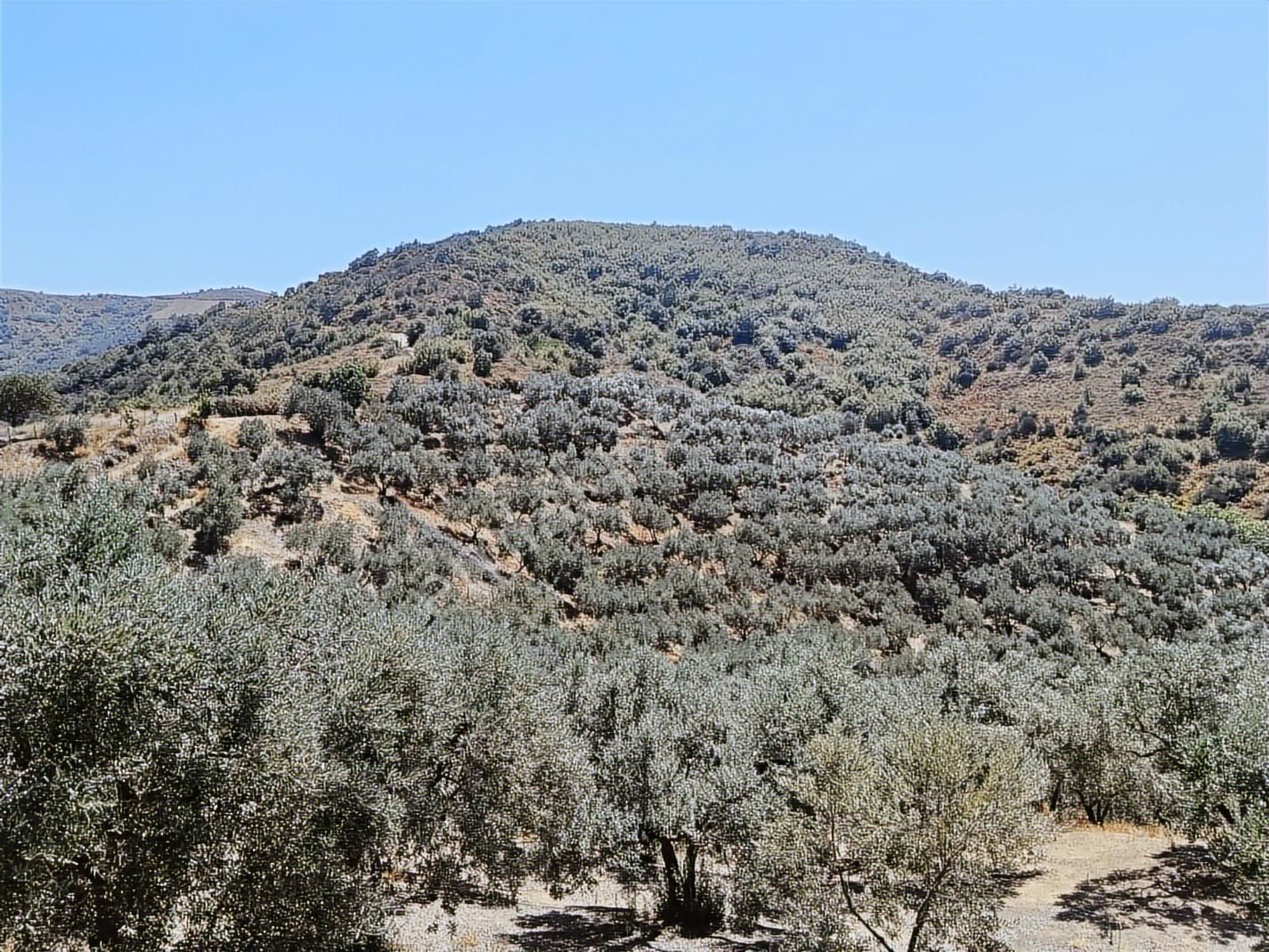 Balıkesir Erdek Kestanelikte Deniz Gören 6350 M2 Zeytinlik - Görsel 13