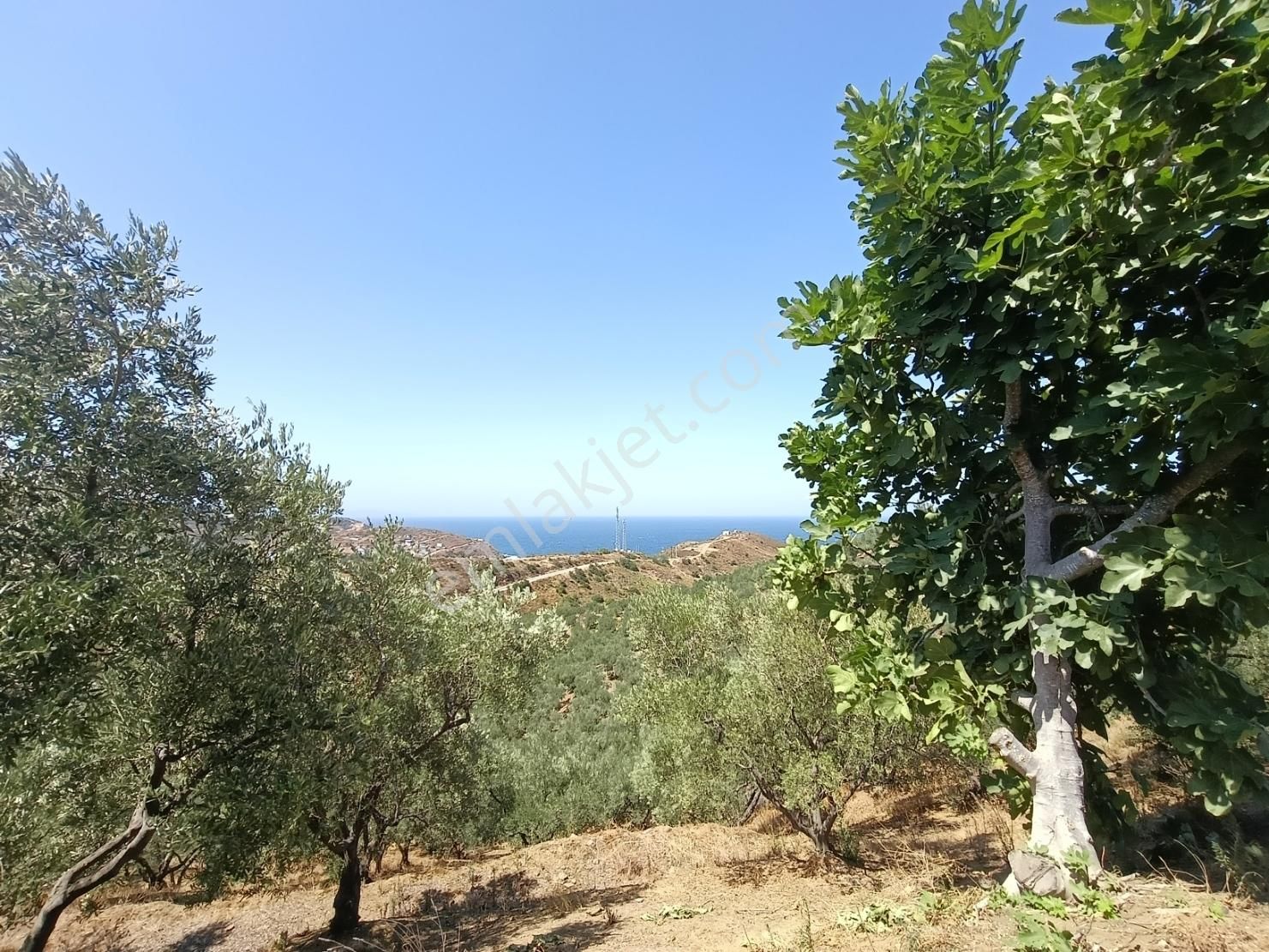 Balıkesir Erdek Kestanelikte Deniz Gören 6350 M2 Zeytinlik - Görsel 11
