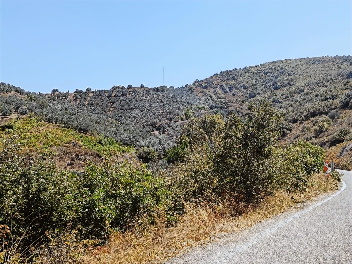 Balıkesir Erdek Kestanelikte Deniz Gören 6350 M2 Zeytinlik - Görsel 4