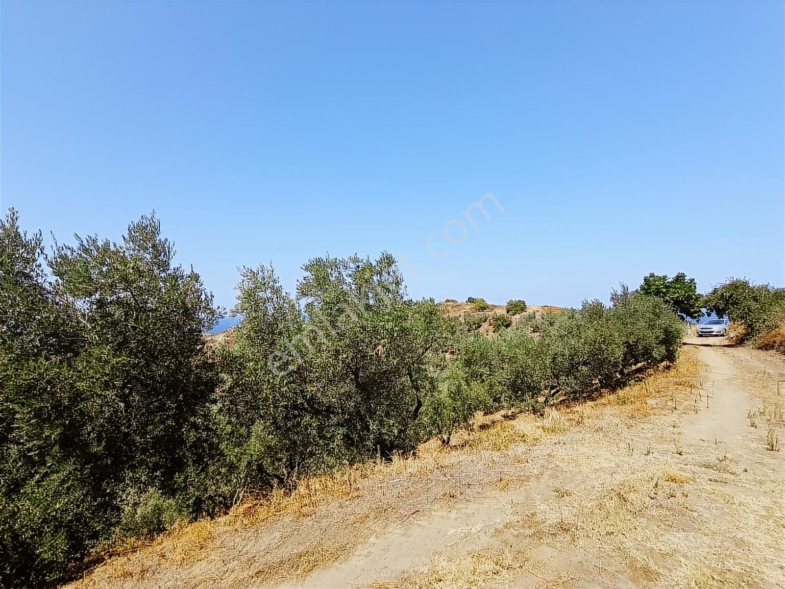 Balıkesir Erdek Kestanelikte Deniz Gören 6350 M2 Zeytinlik - Görsel 9