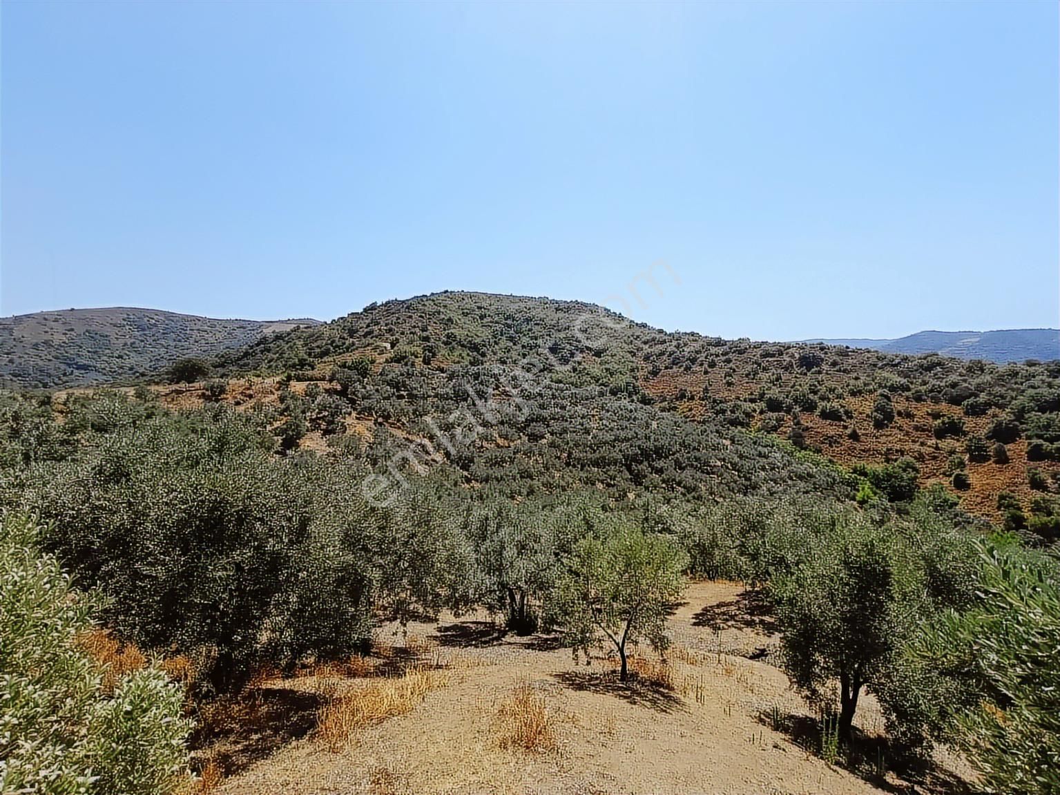 Balıkesir Erdek Kestanelikte Deniz Gören 6350 M2 Zeytinlik - Görsel 2