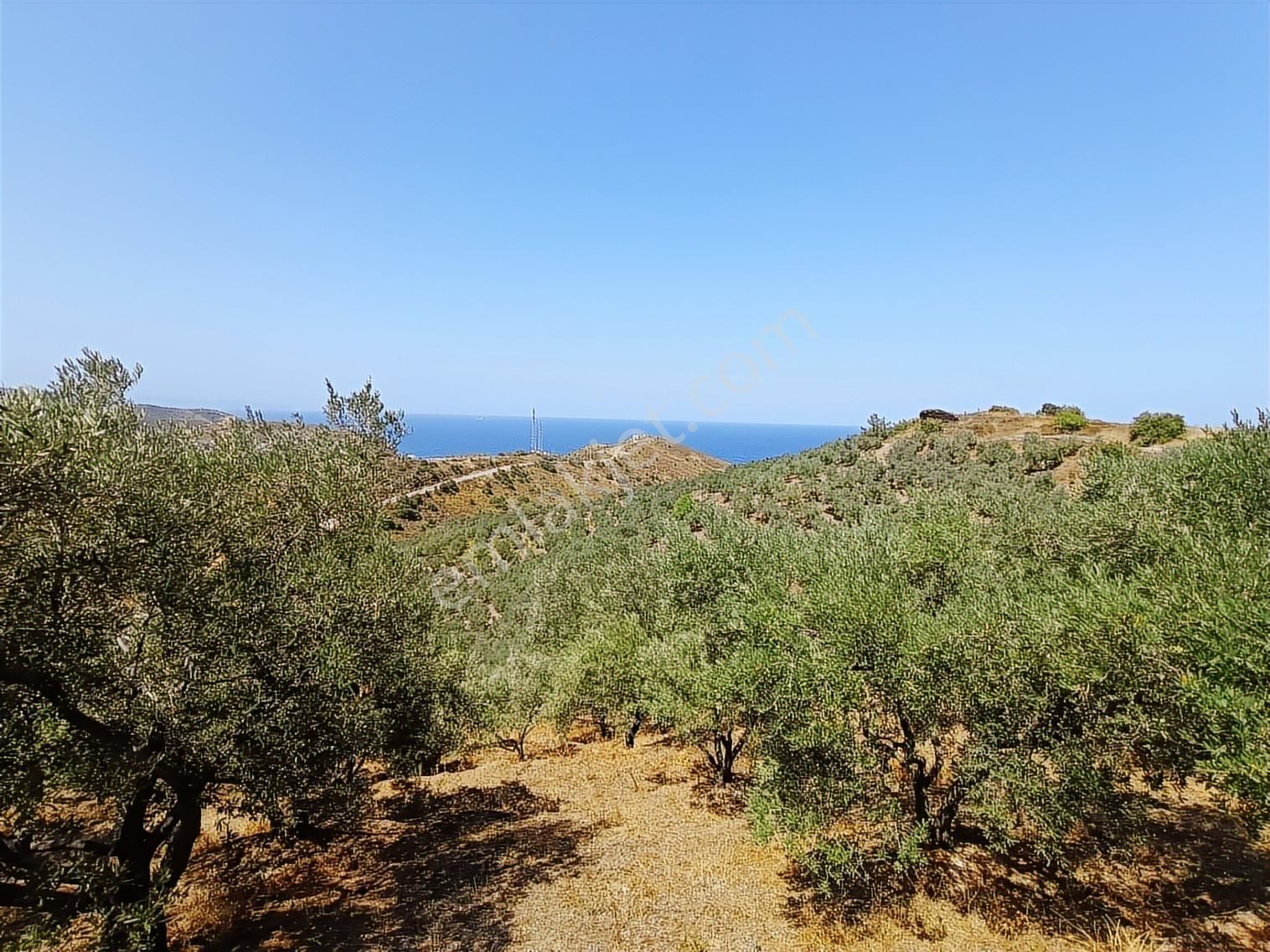 Balıkesir Erdek Kestanelikte Deniz Gören 6350 M2 Zeytinlik - Görsel 6