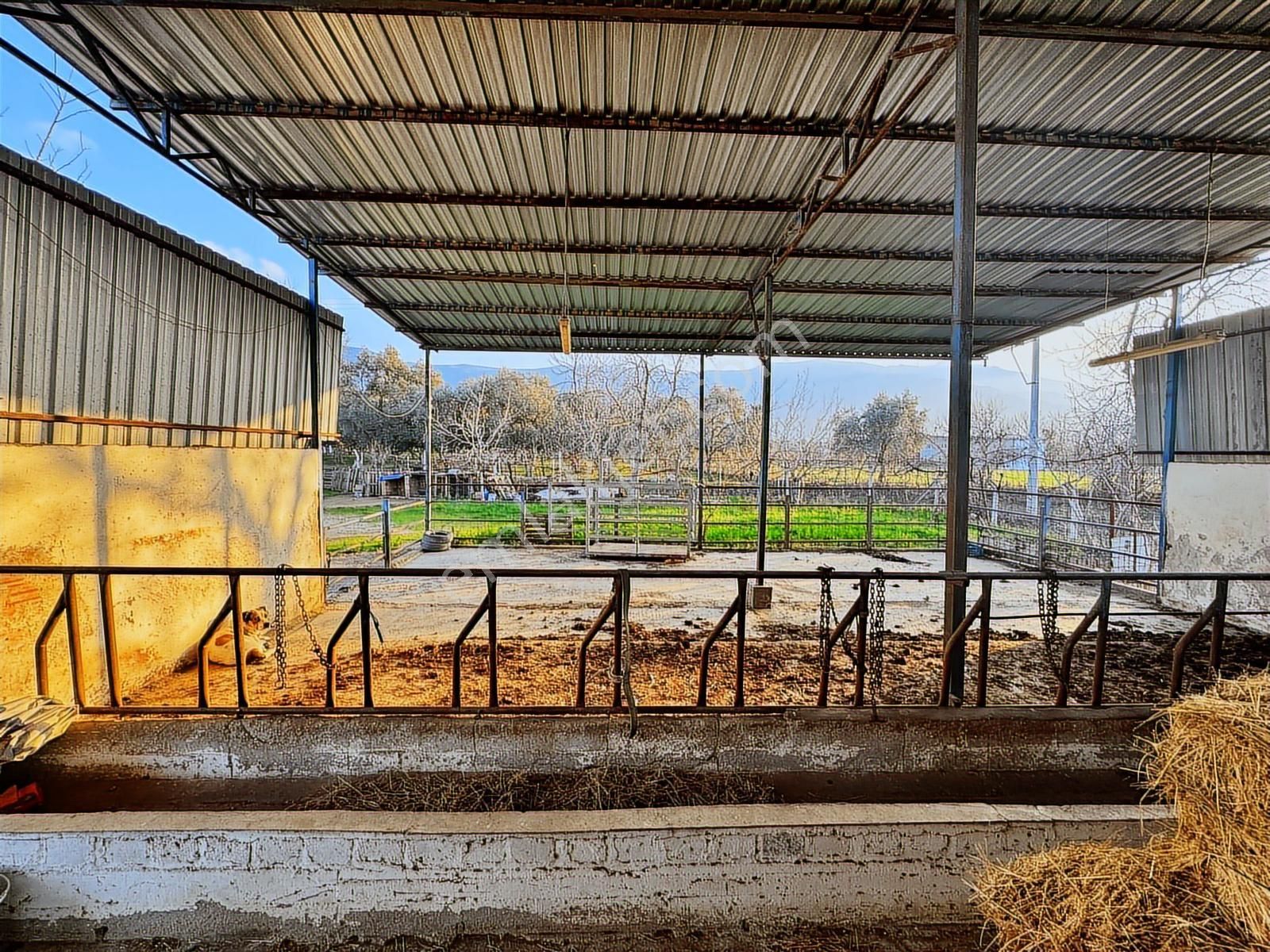 Kaçmazer'den Tire Merkeze Yakın Satılık Çiftlik - Görsel 5