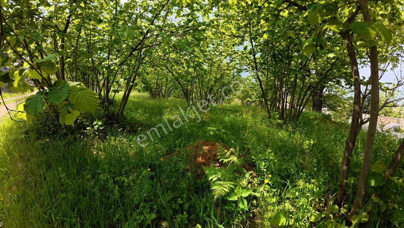 Çilekli De Full Deniz Manzaralı Köşe Parsel Satılık Arazi - Görsel 15