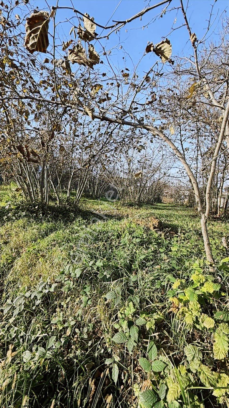 Çilekli De Full Deniz Manzaralı Köşe Parsel Satılık Arazi - Görsel 3