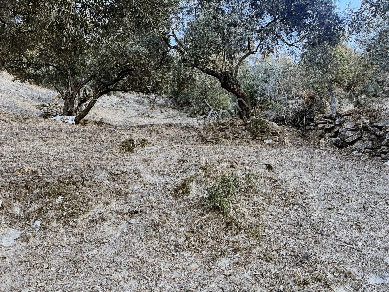 İmarlı .ev Yapılabilir.8248 Metre Zeytinlik. .tek Tapu.takas. - Görsel 15
