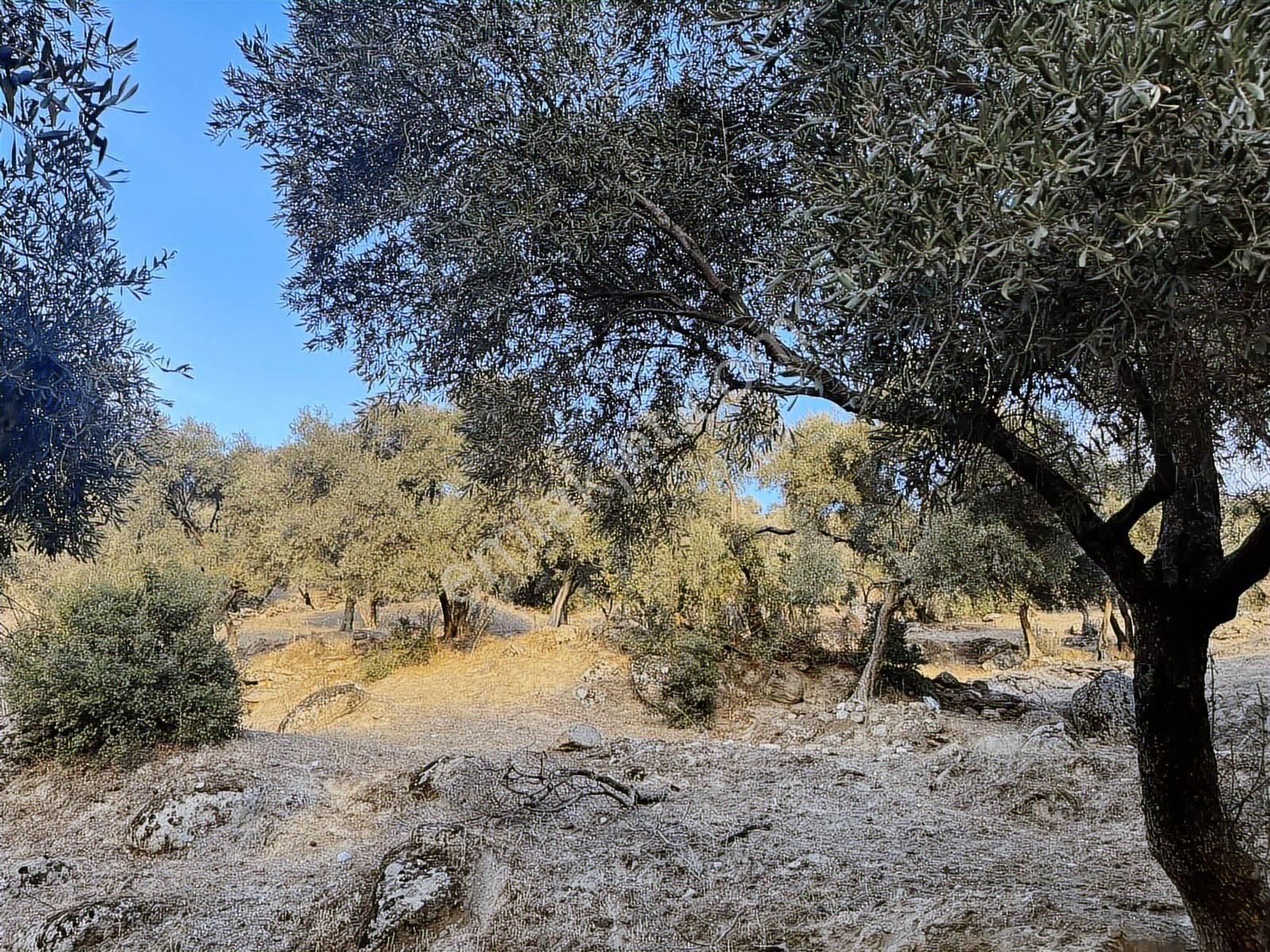 İmarlı .ev Yapılabilir.8248 Metre Zeytinlik. .tek Tapu.takas. - Görsel 18