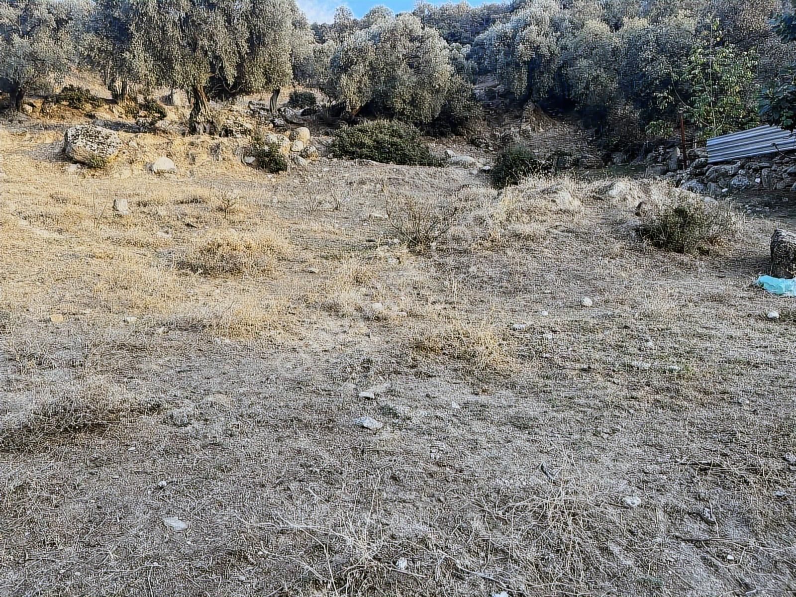 İmarlı .ev Yapılabilir.8248 Metre Zeytinlik. .tek Tapu.takas. - Görsel 3