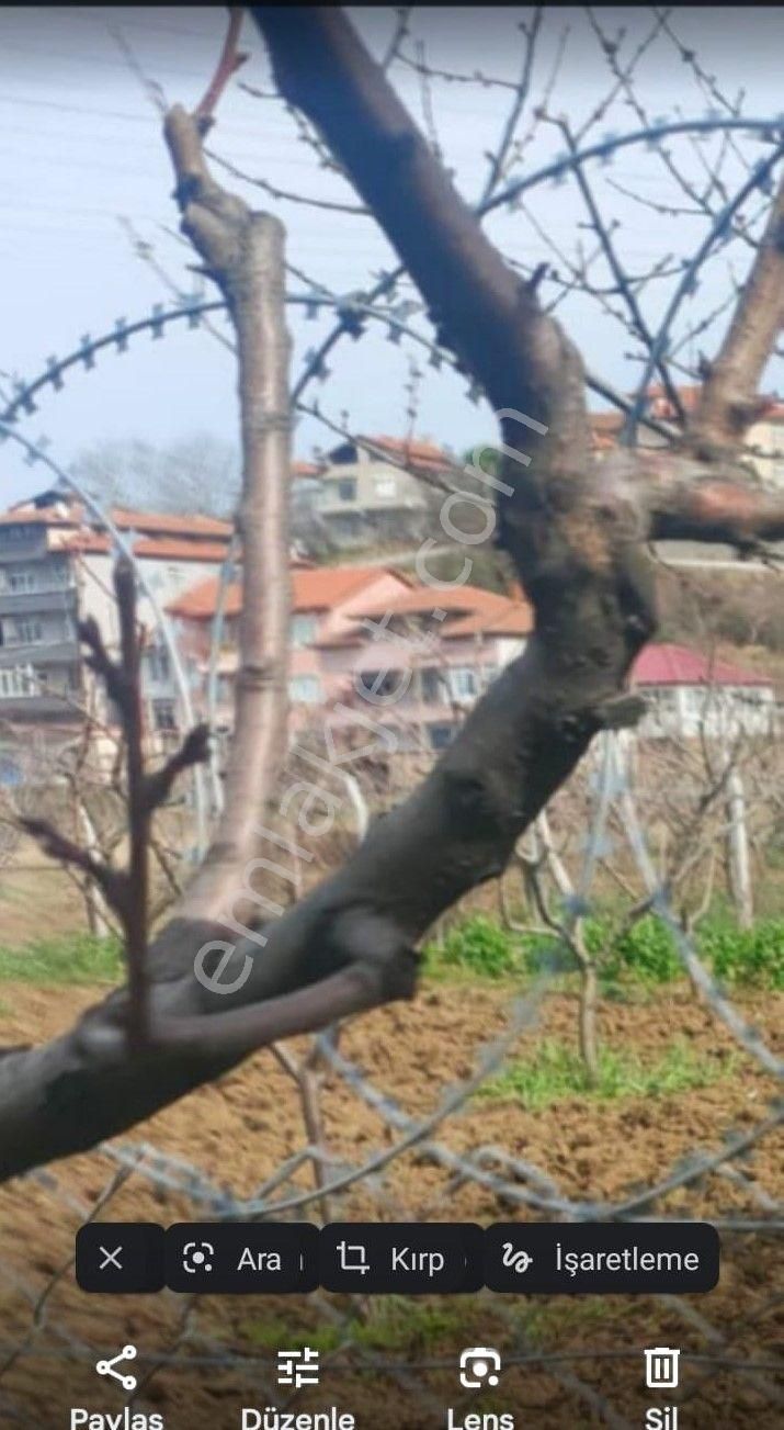 Yalova Acill!!! Çitlikköy Taşköprü Köyaltı Mevkii Satılık Kelepir Villa Arsası 660 Metre Müstakil - Görsel 4