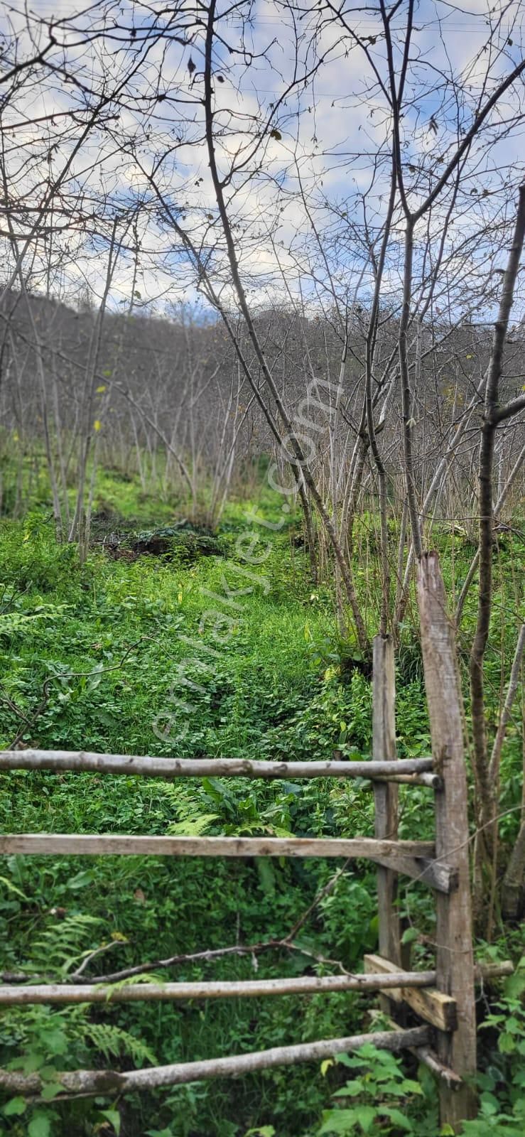 İnanç Emlaktan Giresun Sayca Köyünde Satılık 3,7 Dönüm Fındık Bahçesi - Görsel 5