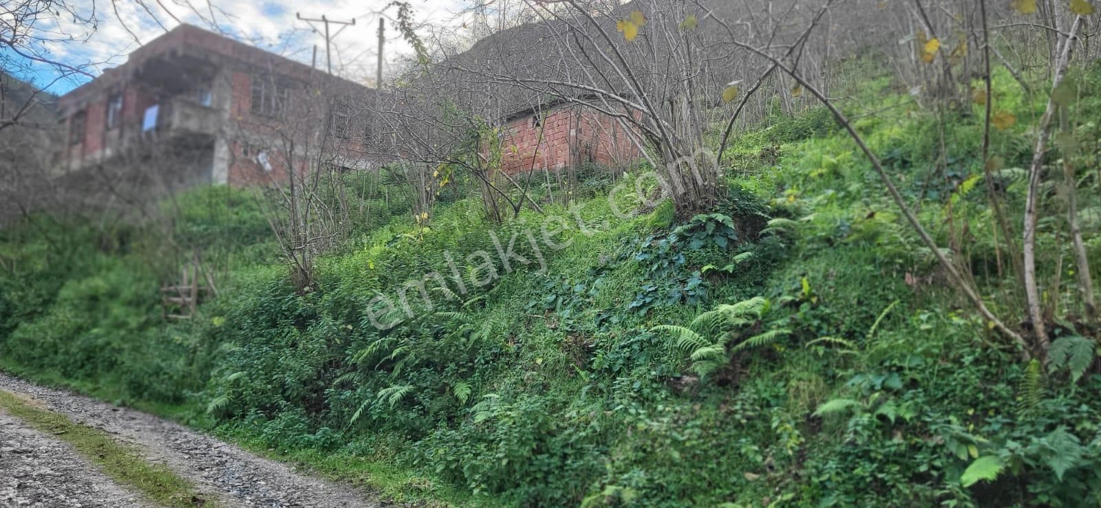 İnanç Emlaktan Giresun Sayca Köyünde Satılık 3,7 Dönüm Fındık Bahçesi