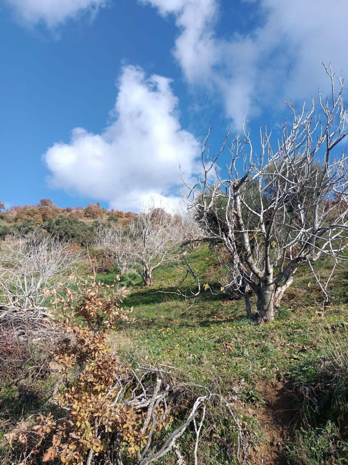 Hazar Gayrimenkul'den Bekirlerde Fırsat İncirlik-zeytinlik