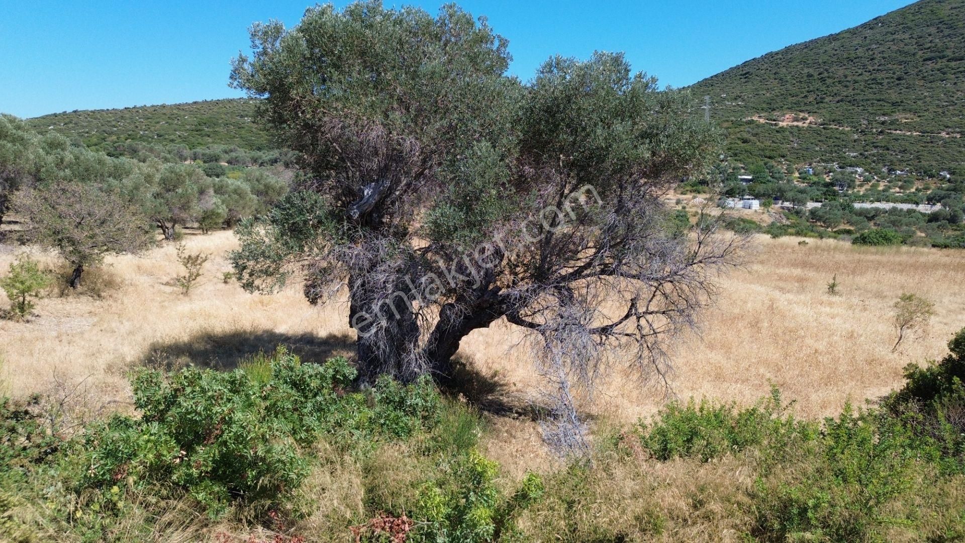 Karaburun Bozköy’de Yatırım Fırsatı Satılık Tarla - Görsel 18