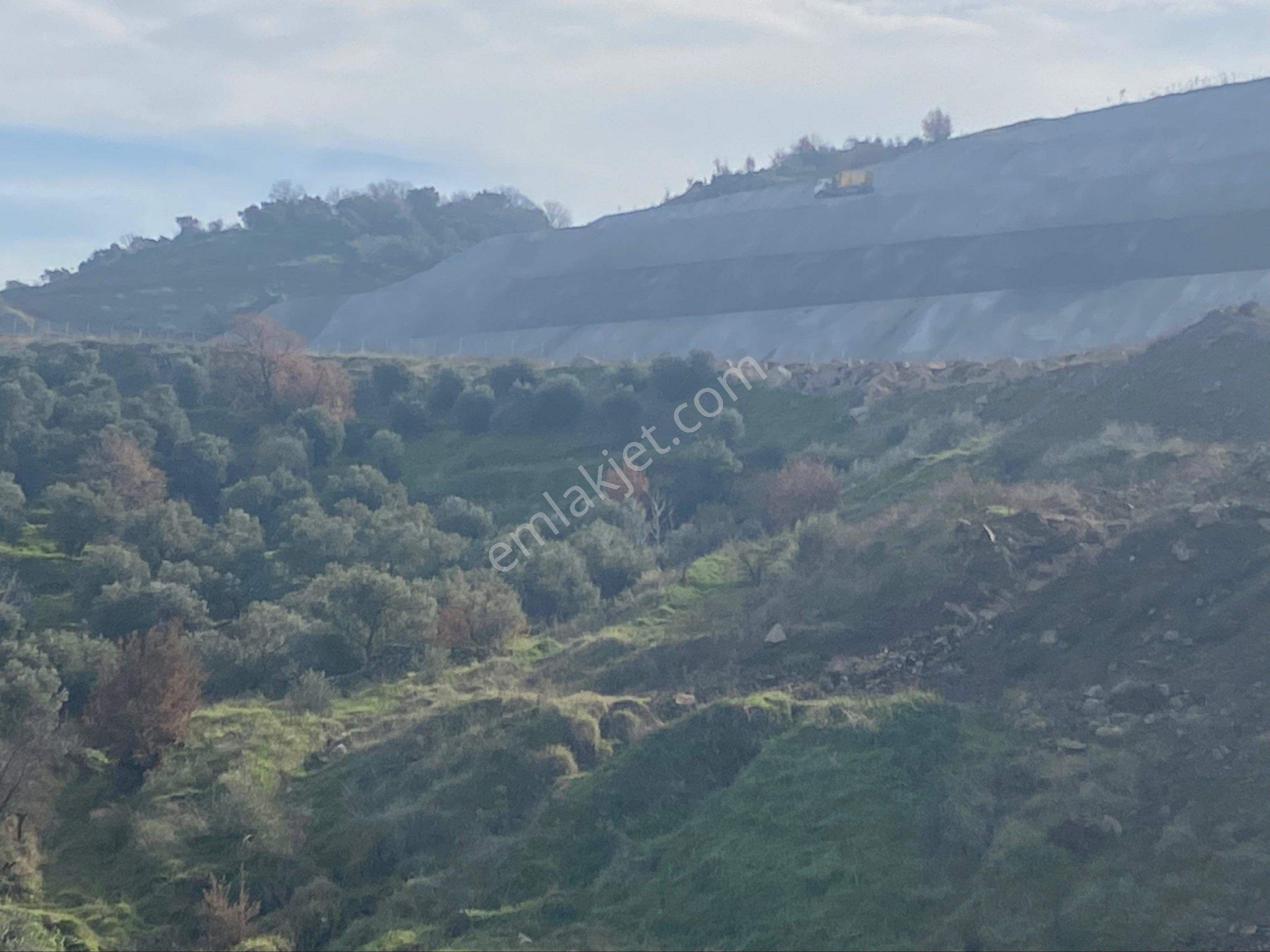 Dalama Kırıklar Köyünde5 Dönüm Zeytinlik Satılık - Görsel 6