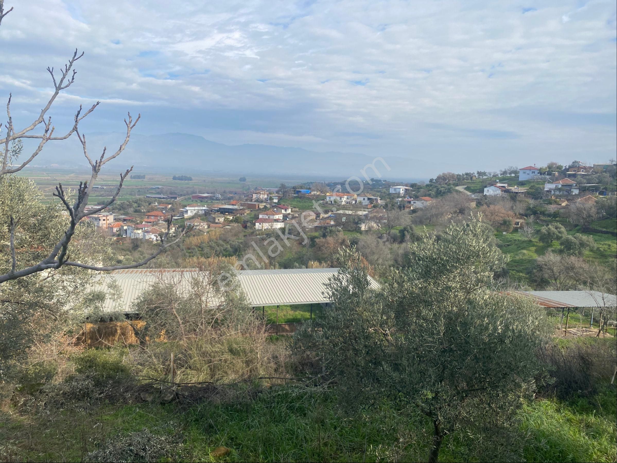 Dalama Kırıklar Köyünde5 Dönüm Zeytinlik Satılık - Görsel 2