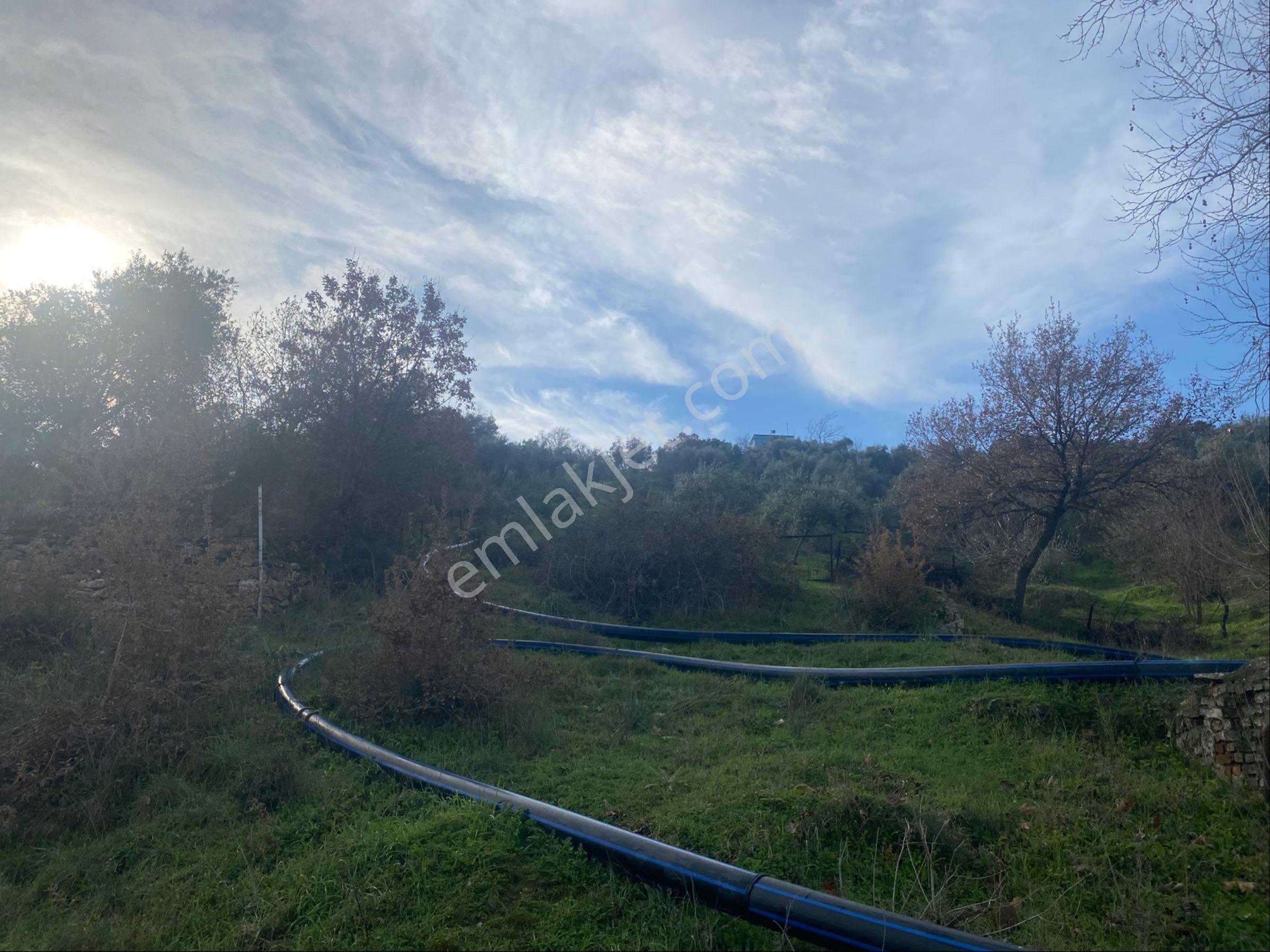 Dalama Kırıklar Köyünde5 Dönüm Zeytinlik Satılık - Görsel 16