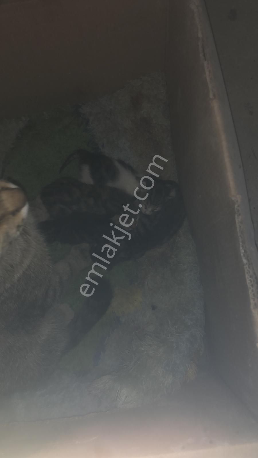 Görkem'den 3+1 Katta Dublex Kombili Bağımsız Ful Yapılı Ayhan Sümer Lisesi Yakını - Görsel 34