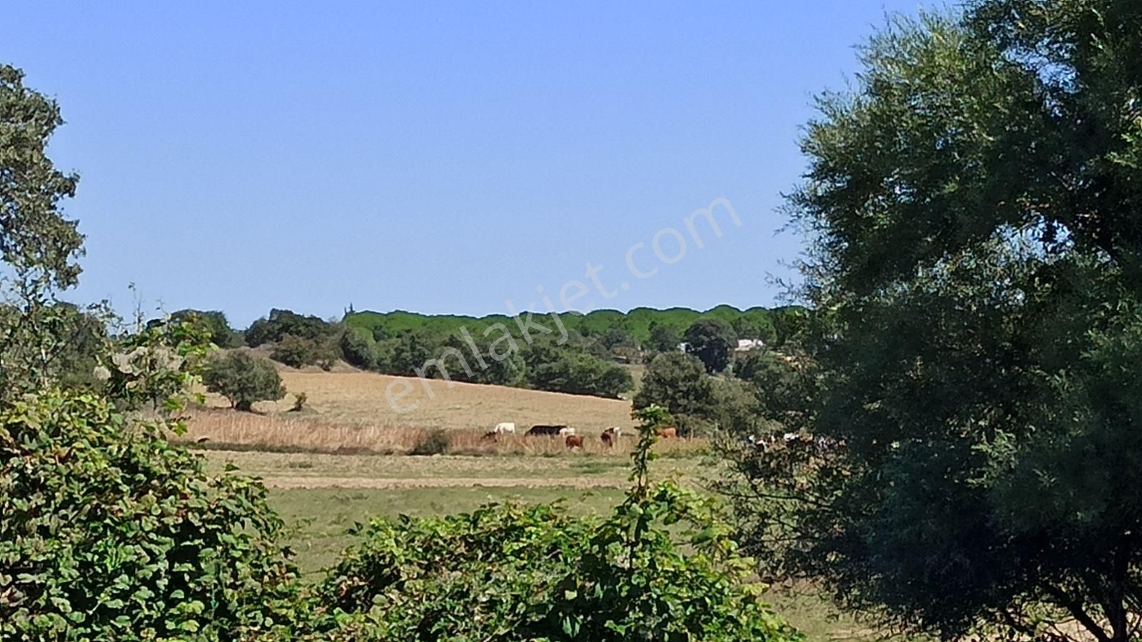 Enez Karaincirli Sahile Uzaklığı 1 Km, 45 Metre Yol Cepheli Arsa - Görsel 13