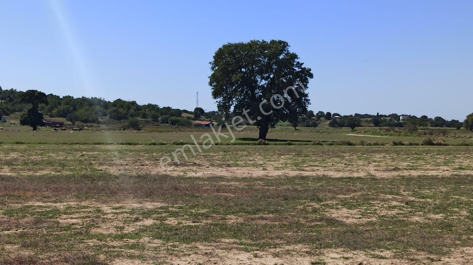 Enez Karaincirli Sahile Uzaklığı 1 Km, 45 Metre Yol Cepheli Arsa - Görsel 12