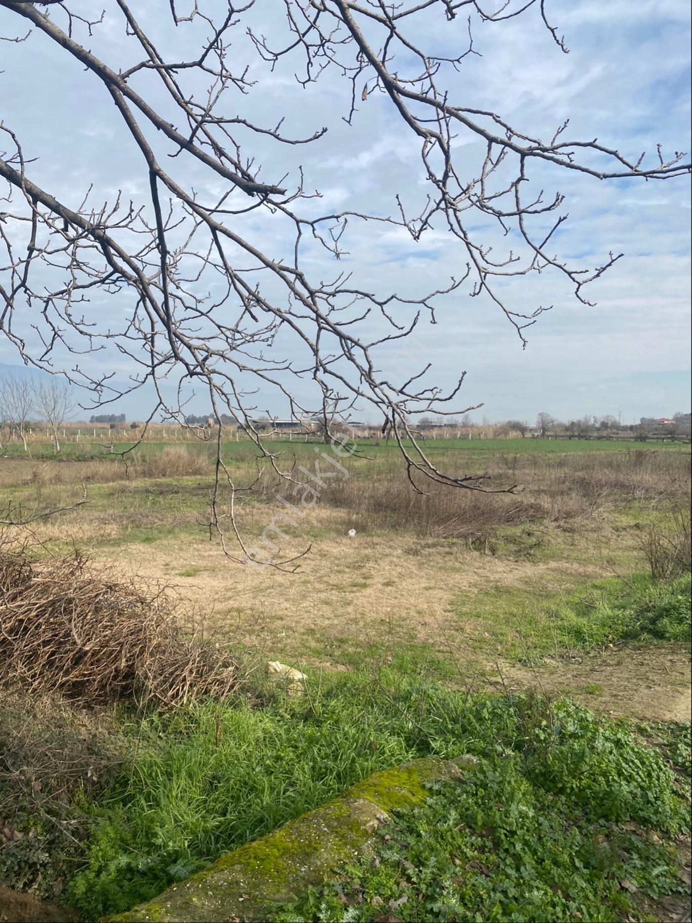 Aydın Dalama Kırıklar Köyü Satılık Tarla - Görsel 7