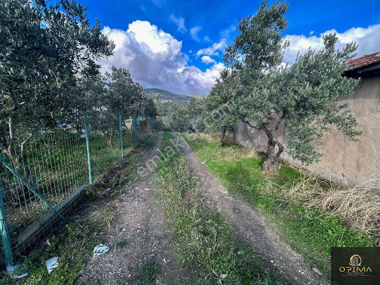 Opima Emlaktan Atatrük Mahallesinde Kadastro Yoluna Cephe 160 Ağaçlı Satılık Zeytinlik - Görsel 2