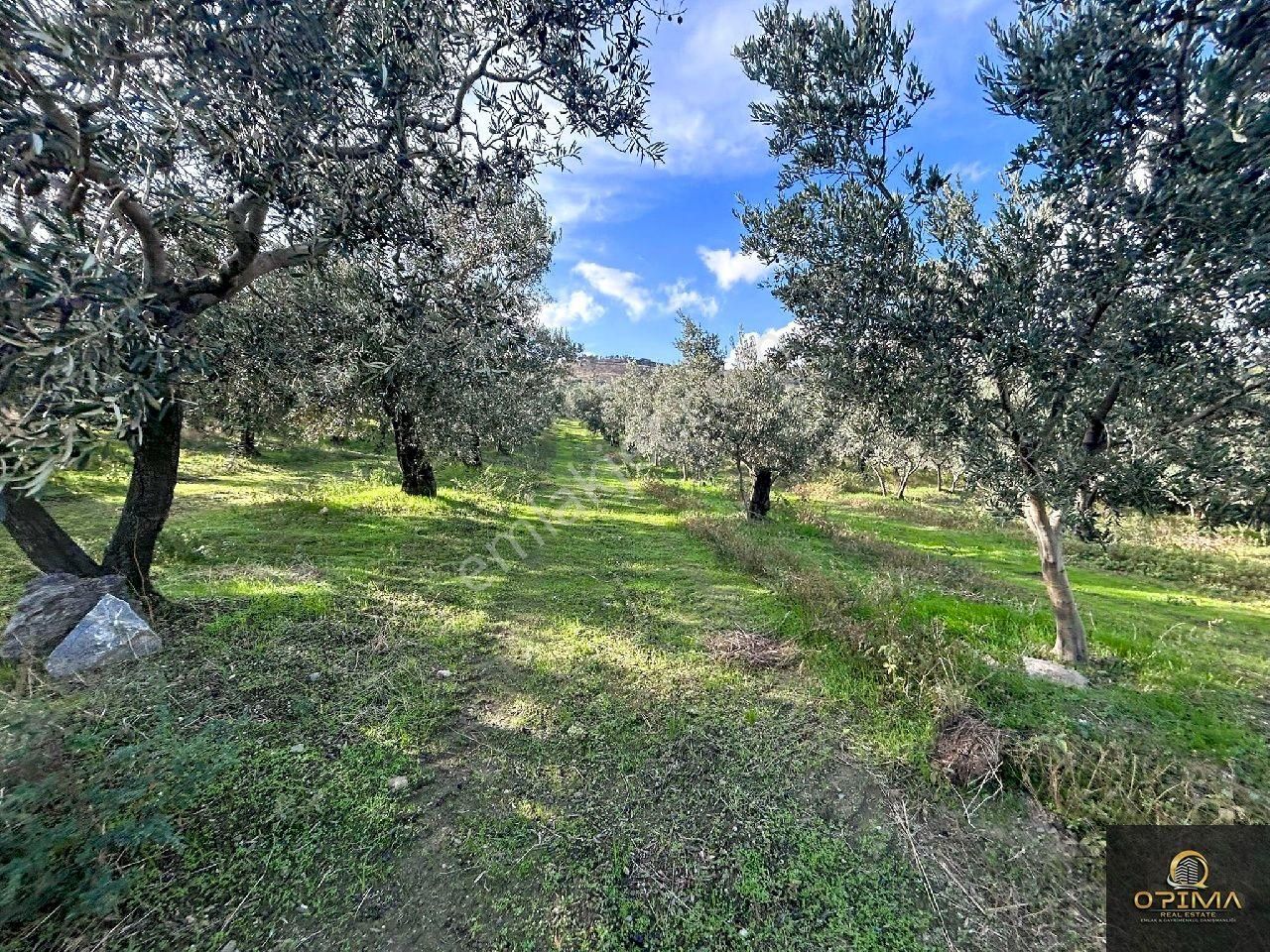 Opima Emlaktan Atatrük Mahallesinde Kadastro Yoluna Cephe 160 Ağaçlı Satılık Zeytinlik - Görsel 20