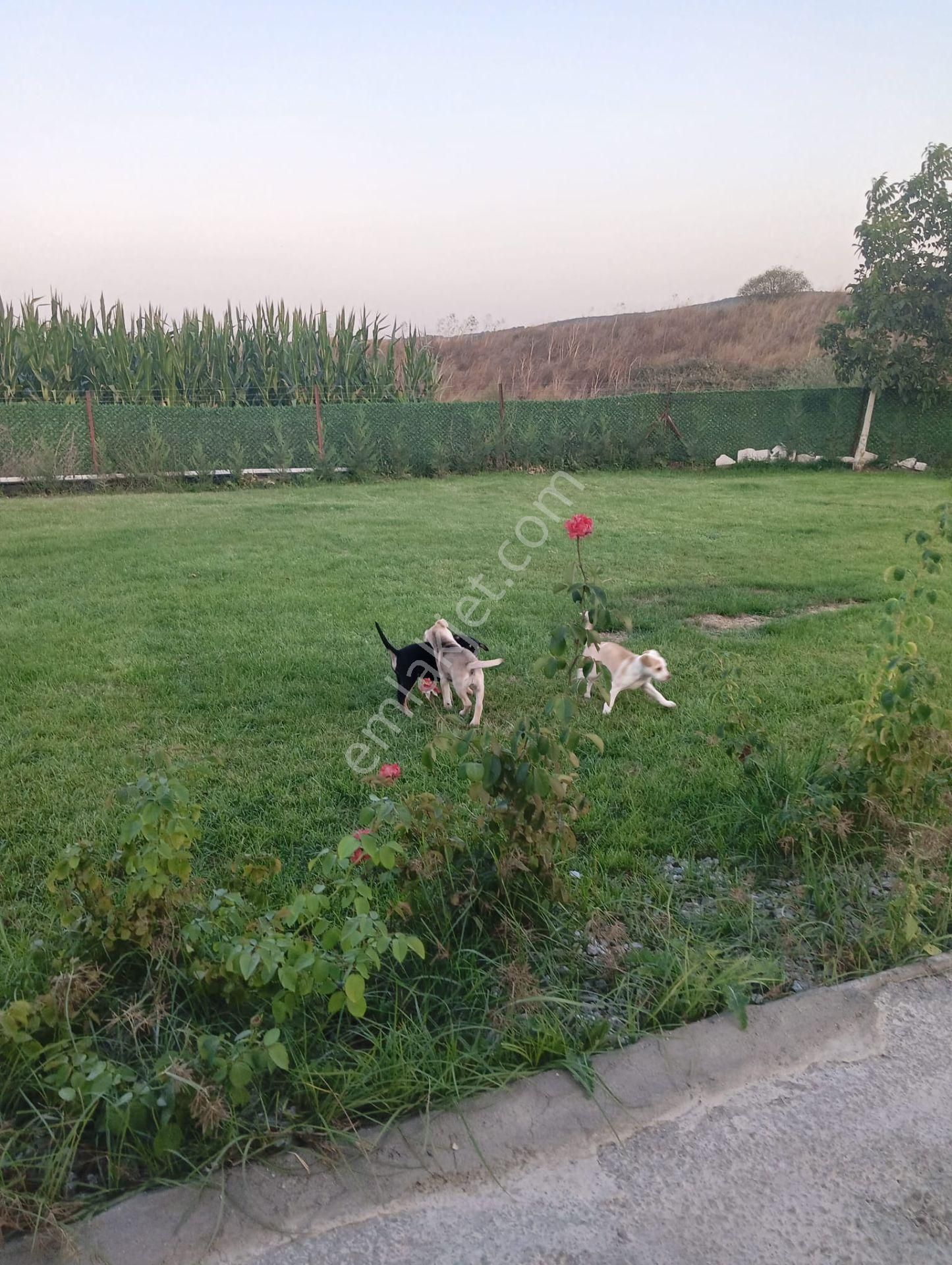 C21 Loca Gökçeyazı'da Şahane Ahşap Çiftlik Evi Ve Meyve Bahçesi - Görsel 9