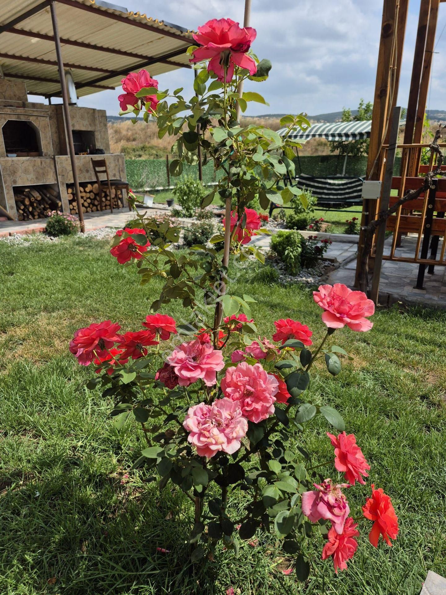 C21 Loca Gökçeyazı'da Şahane Ahşap Çiftlik Evi Ve Meyve Bahçesi - Görsel 7