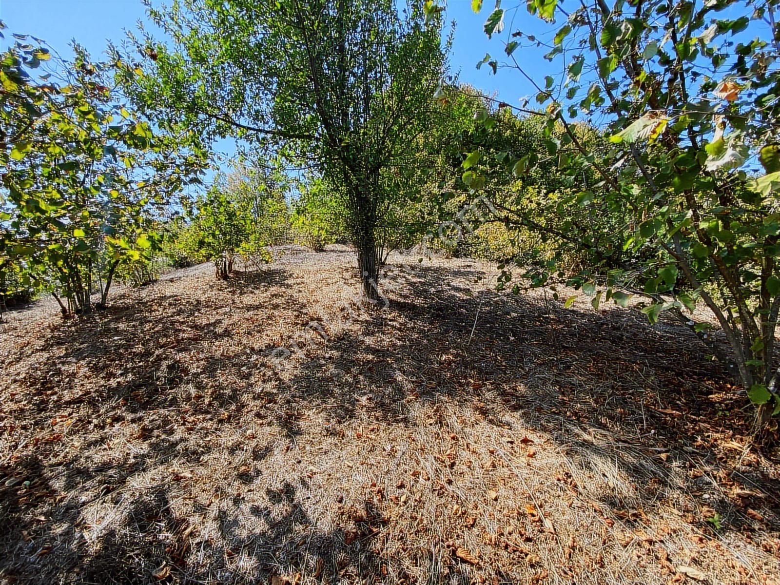 Düzce Yığılca'da 1616 M² Manzaralı Satılık Arsa - Görsel 7