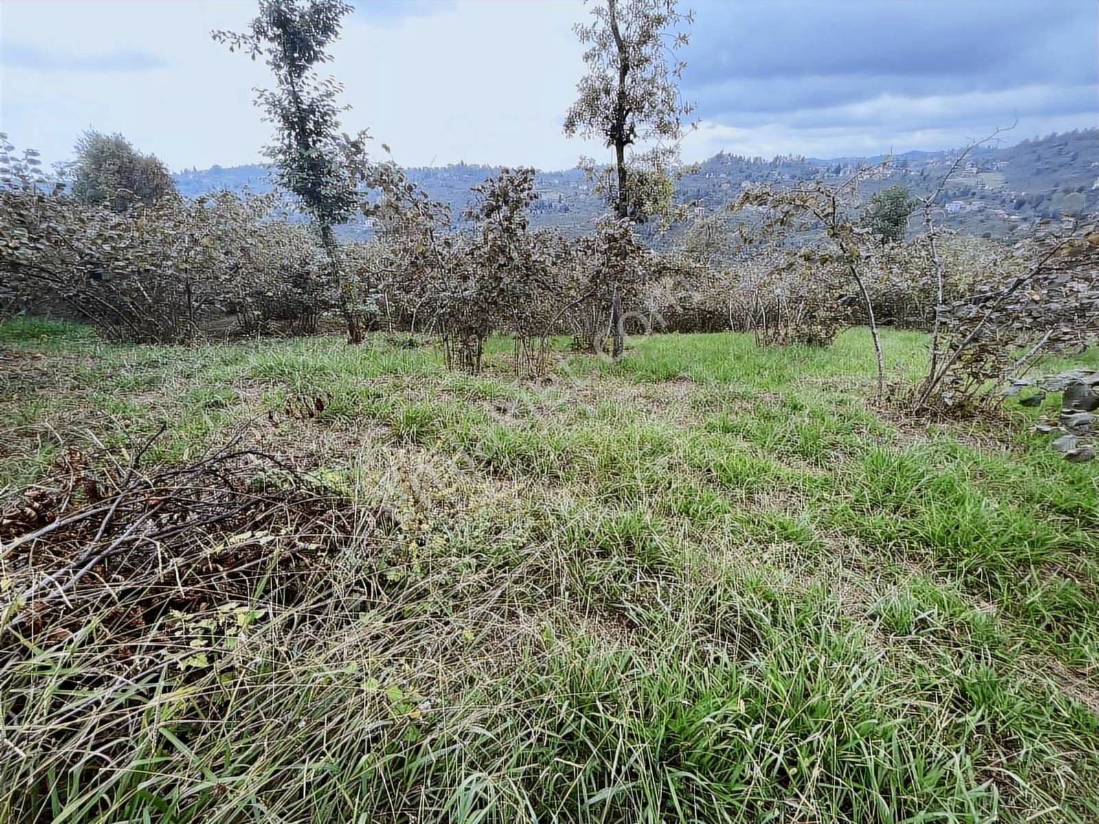 Riva Gymdn Arsin Yeni Mah Sahile 3.5 Km Mesafede Arazi - Görsel 5