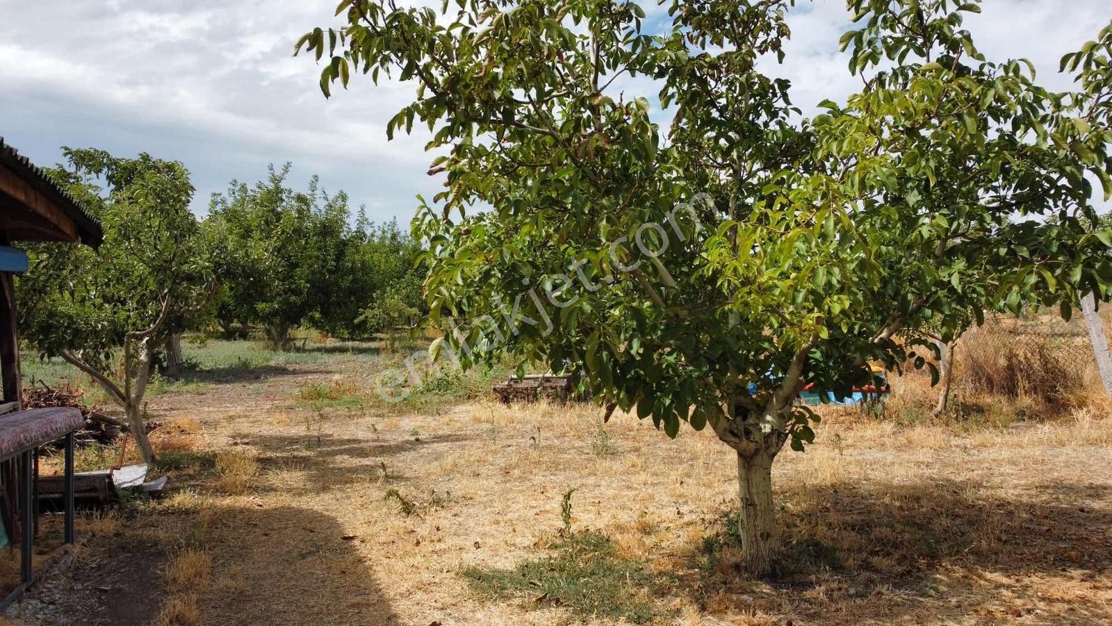 Merzifonda Bahçecik Köyünde İnanılmaz Fırsat - Görsel 5