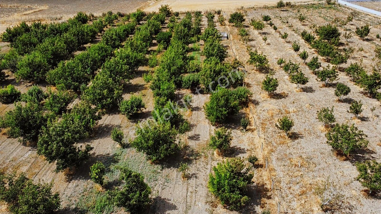 Merzifonda Bahçecik Köyünde İnanılmaz Fırsat - Görsel 3