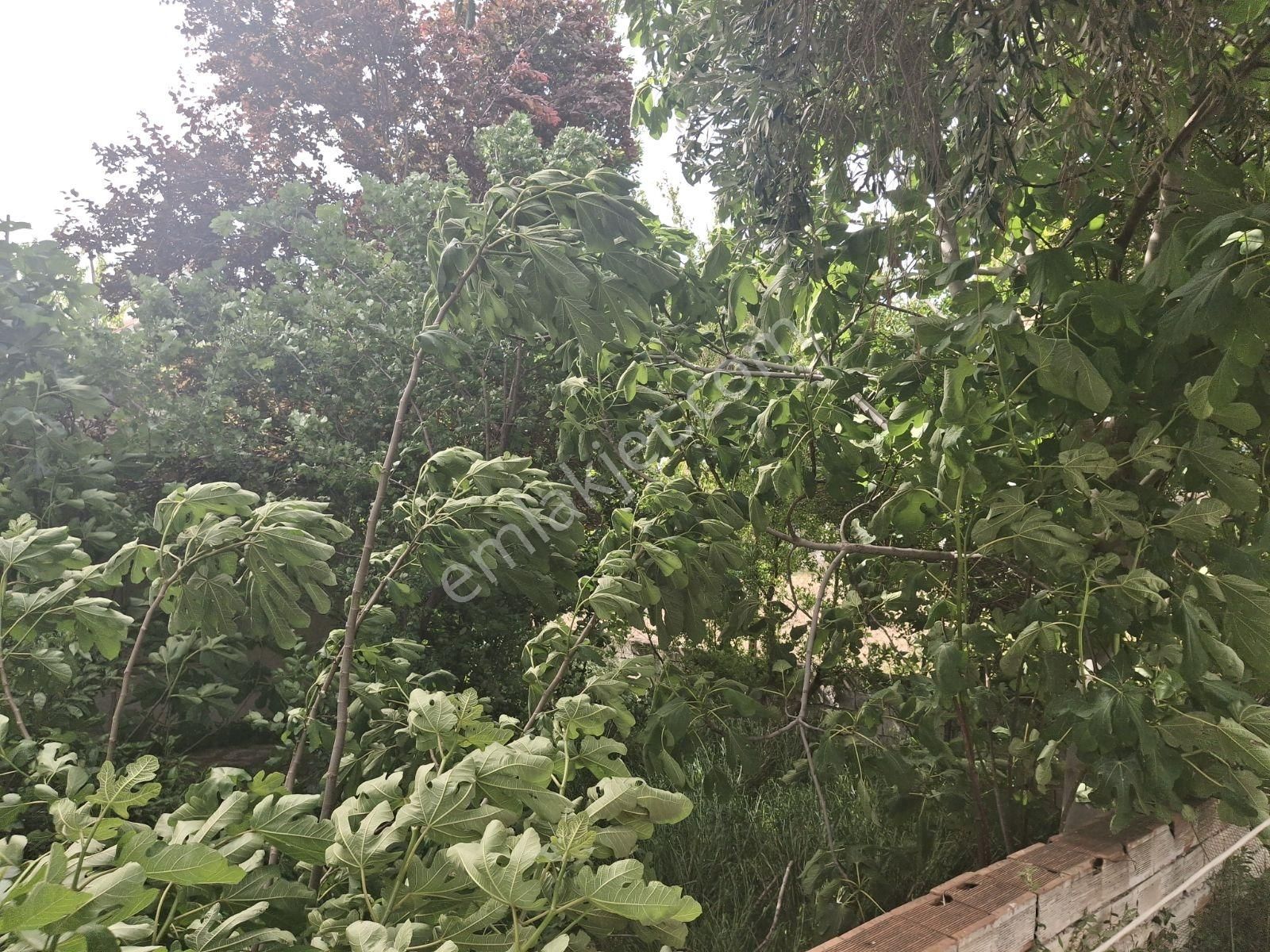 Kuşadası Davutlarda Sahile 500mt Müstakil Arsa - Görsel 4