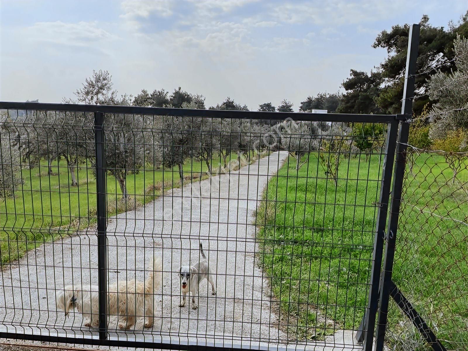 Buca Karacagac'ta 10.515m2 Arazi Tek Tapulu Havuzlu Müstakilev - Görsel 29