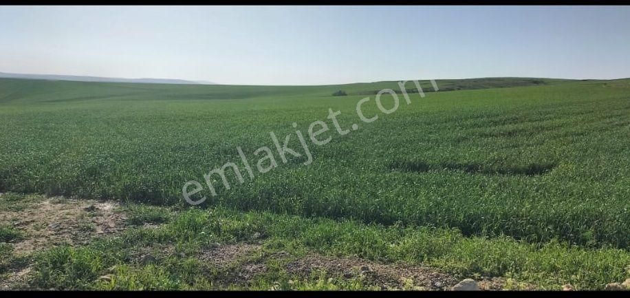 Haymana Türkşerefli Baraj Yakını Tek Tapu 26,983 M2 Tarla