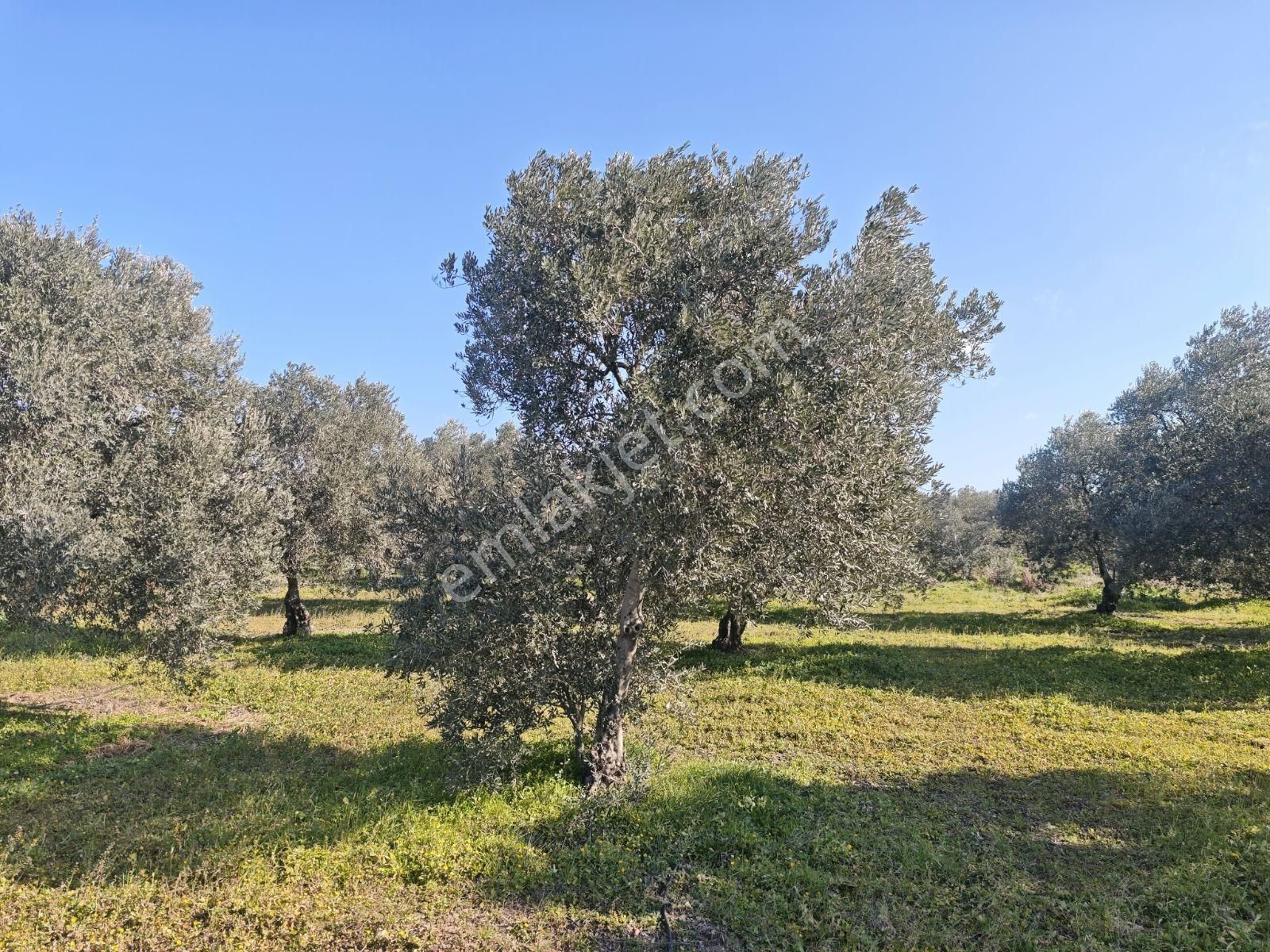 Vizyon Gayrimenkul 'den Ballıca Mah.7750 M2 Zeytinlik - Görsel 8