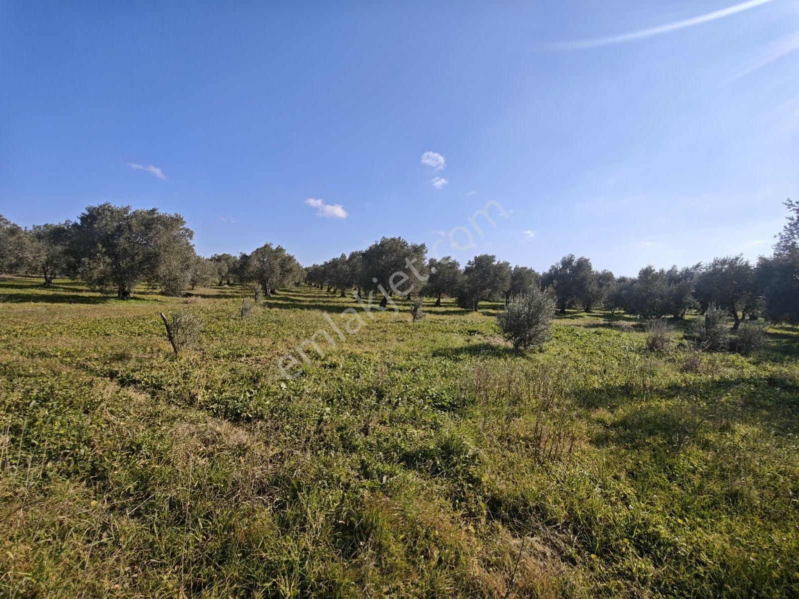 Vizyon Gayrimenkul 'den Ballıca Mah.7750 M2 Zeytinlik - Görsel 11