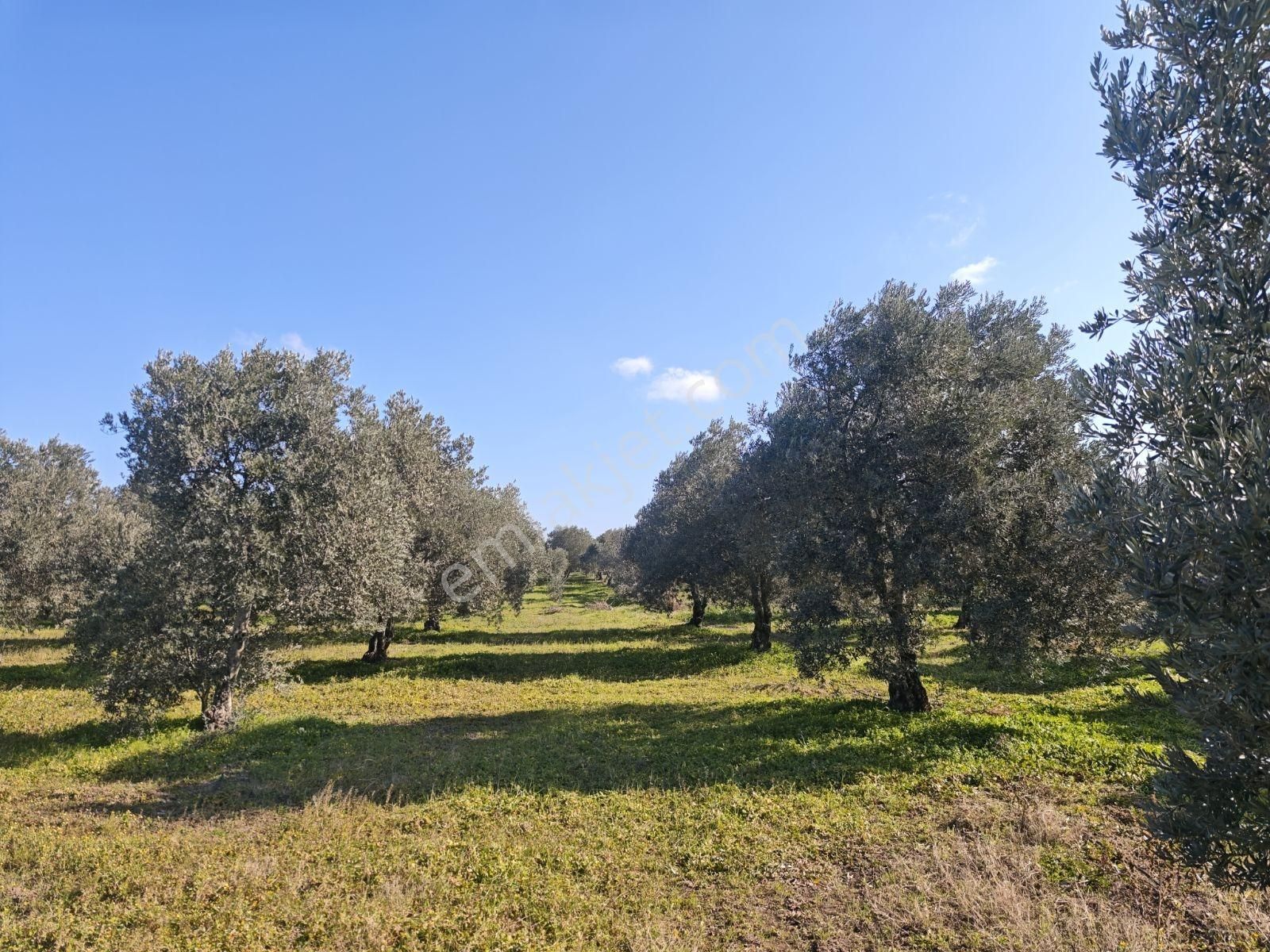 Vizyon Gayrimenkul 'den Ballıca Mah.7750 M2 Zeytinlik - Görsel 7