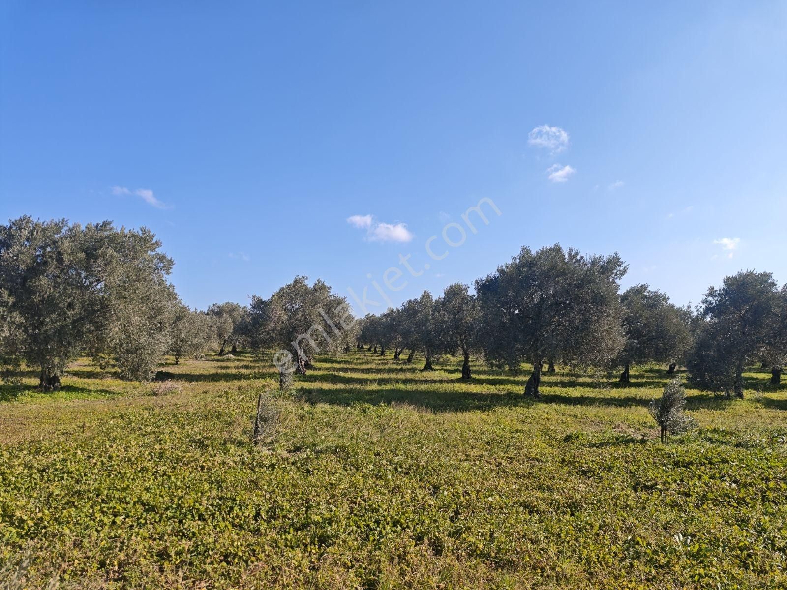 Vizyon Gayrimenkul 'den Ballıca Mah.7750 M2 Zeytinlik - Görsel 3