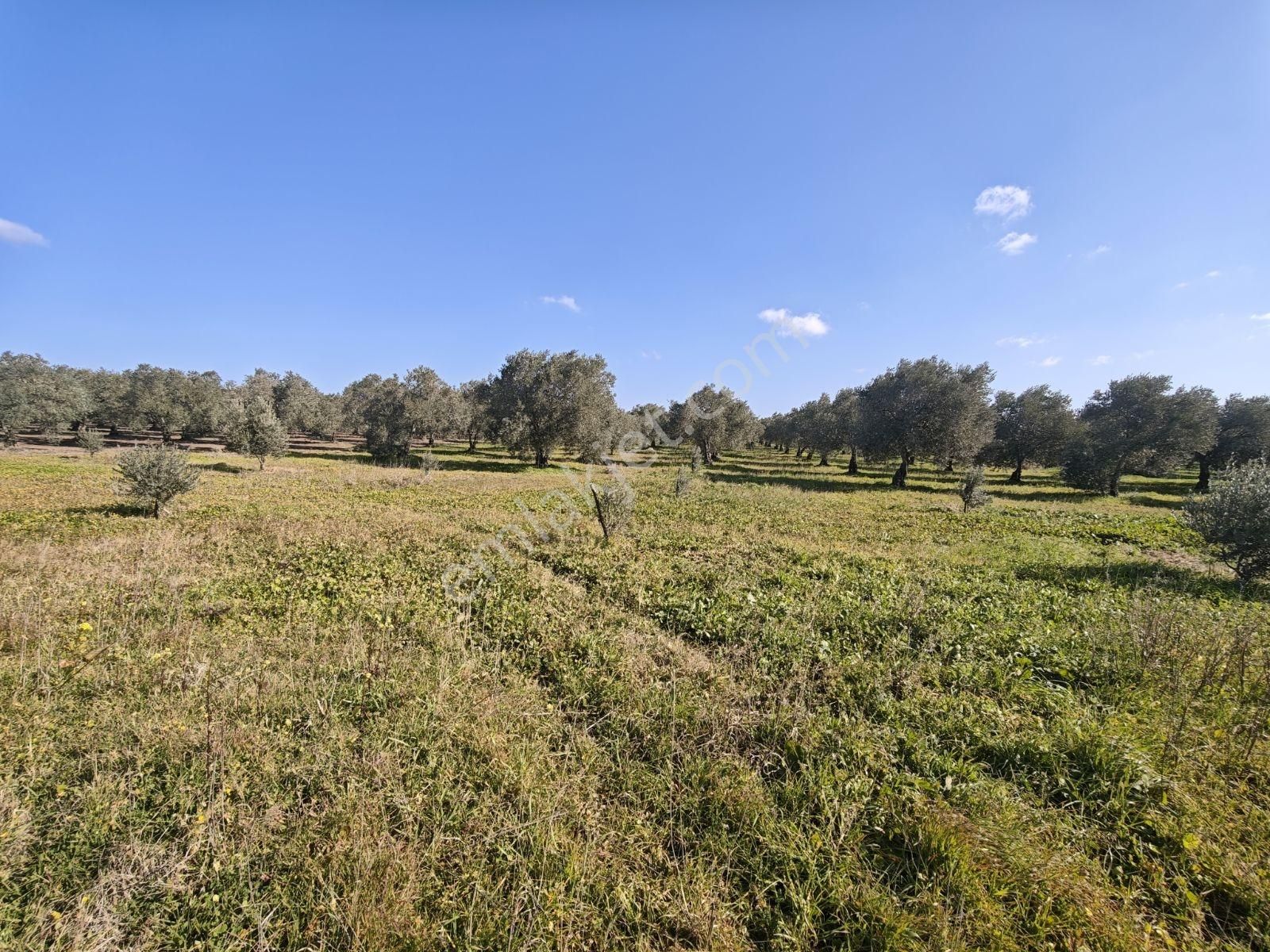 Vizyon Gayrimenkul 'den Ballıca Mah.7750 M2 Zeytinlik