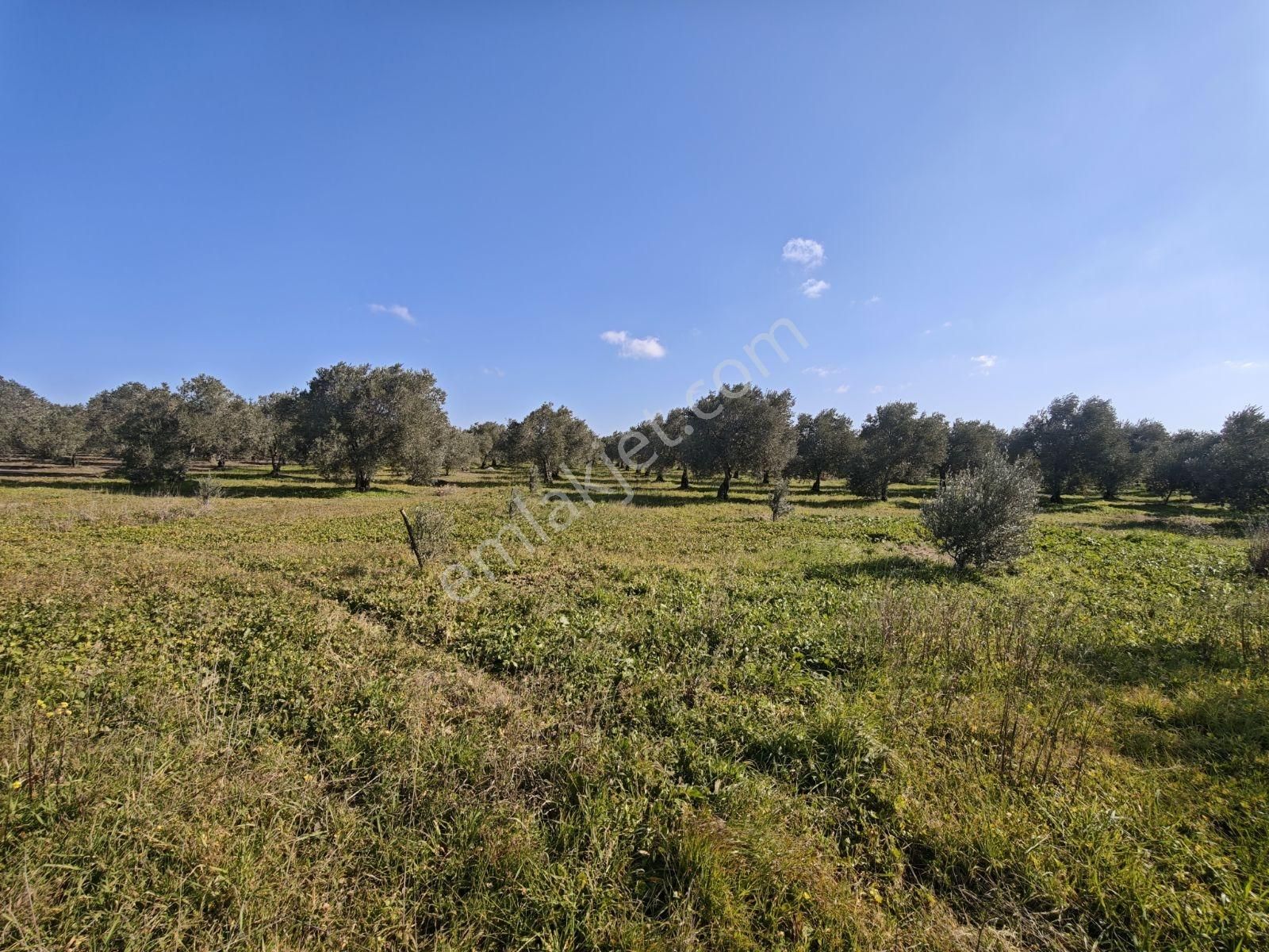 Vizyon Gayrimenkul 'den Ballıca Mah.7750 M2 Zeytinlik - Görsel 12