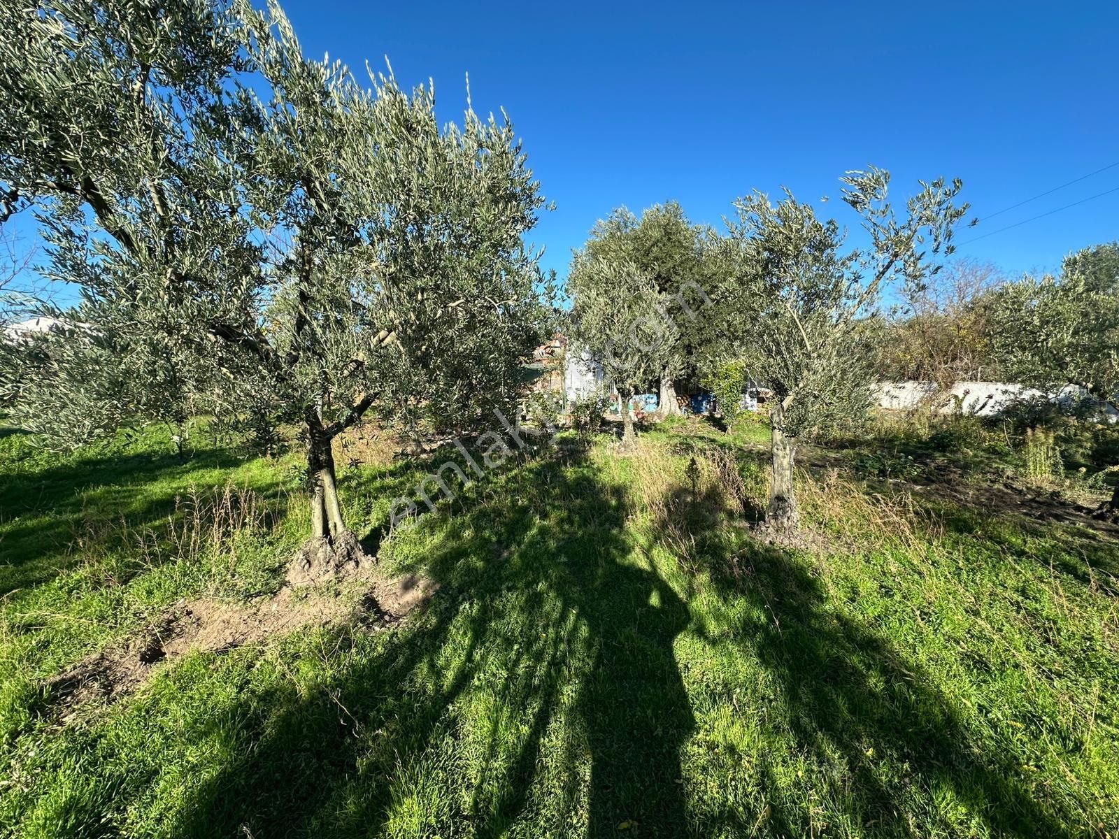 Şehrin Merkezinde Büyük Arsa İçinde Müstakil Ev - Görsel 10