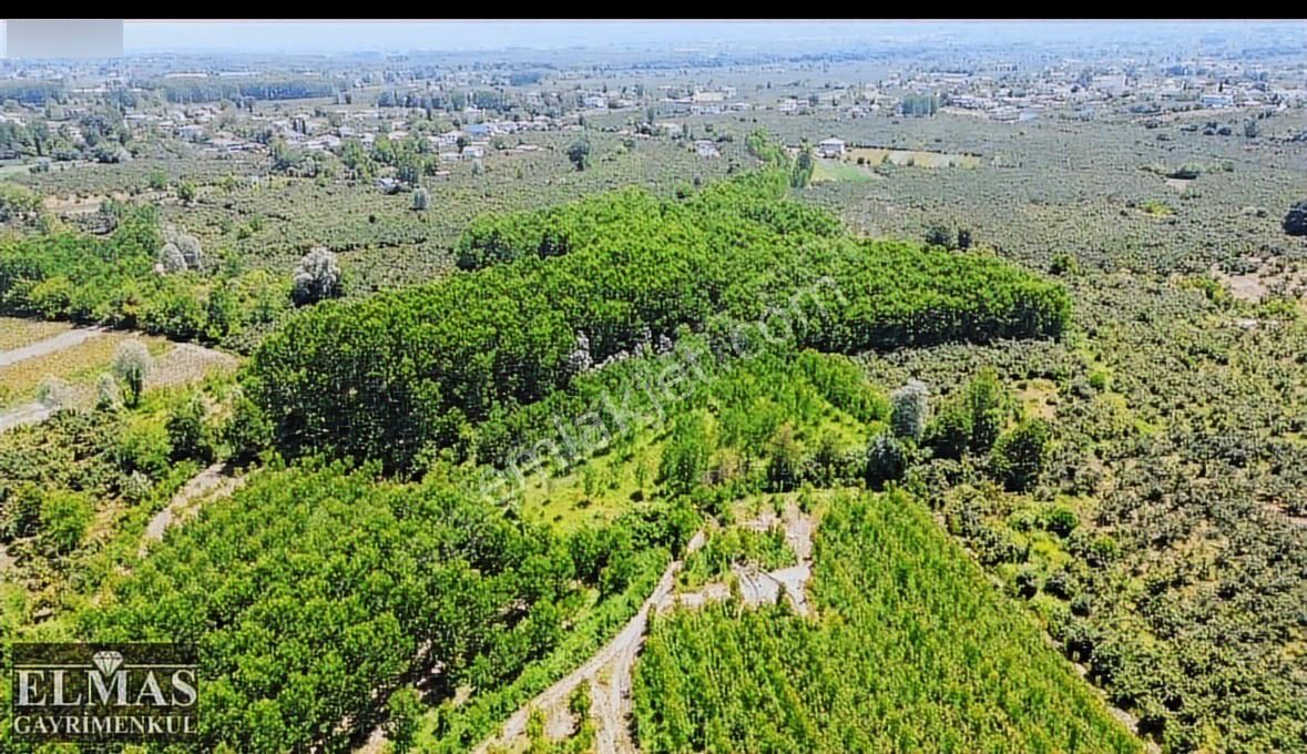 Sakarya Karapürçek Mahallesinde 5.647 M2 Satılık Kavaklık - Görsel 2