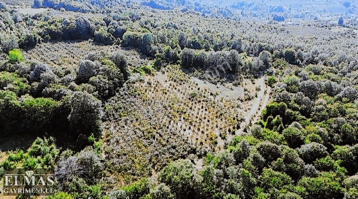 Erenler Kayalarmemduhiye Mah. 13.000 M2 Satılık Fındık Bahçesi - Görsel 5