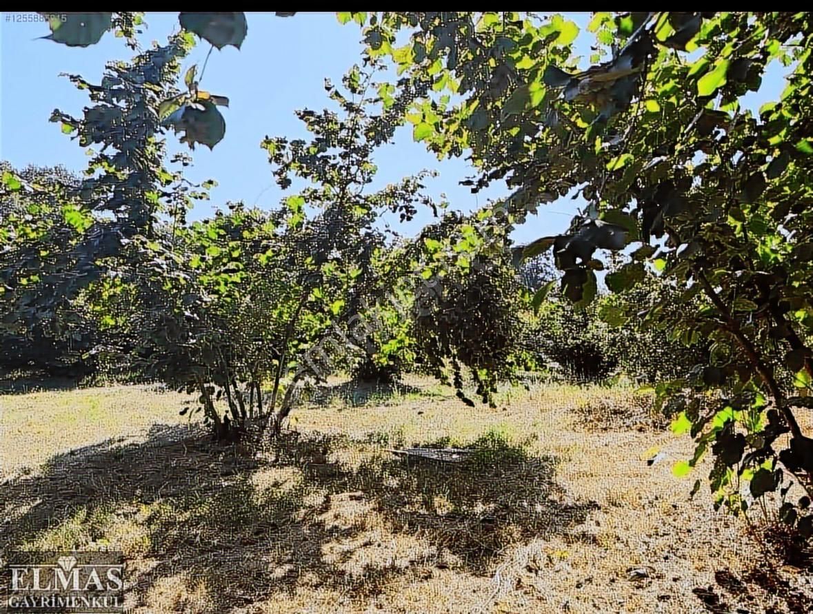 Erenler Kayalarmemduhiye Mah. 13.000 M2 Satılık Fındık Bahçesi - Görsel 8