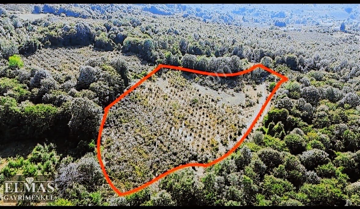 Erenler Kayalarmemduhiye Mah. 13.000 M2 Satılık Fındık Bahçesi - Görsel 9