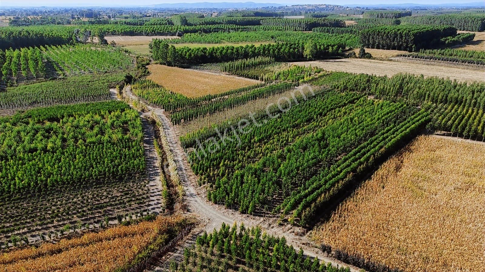 Erenler Şeyhköy'de Yola Cephe Satılık Tarla