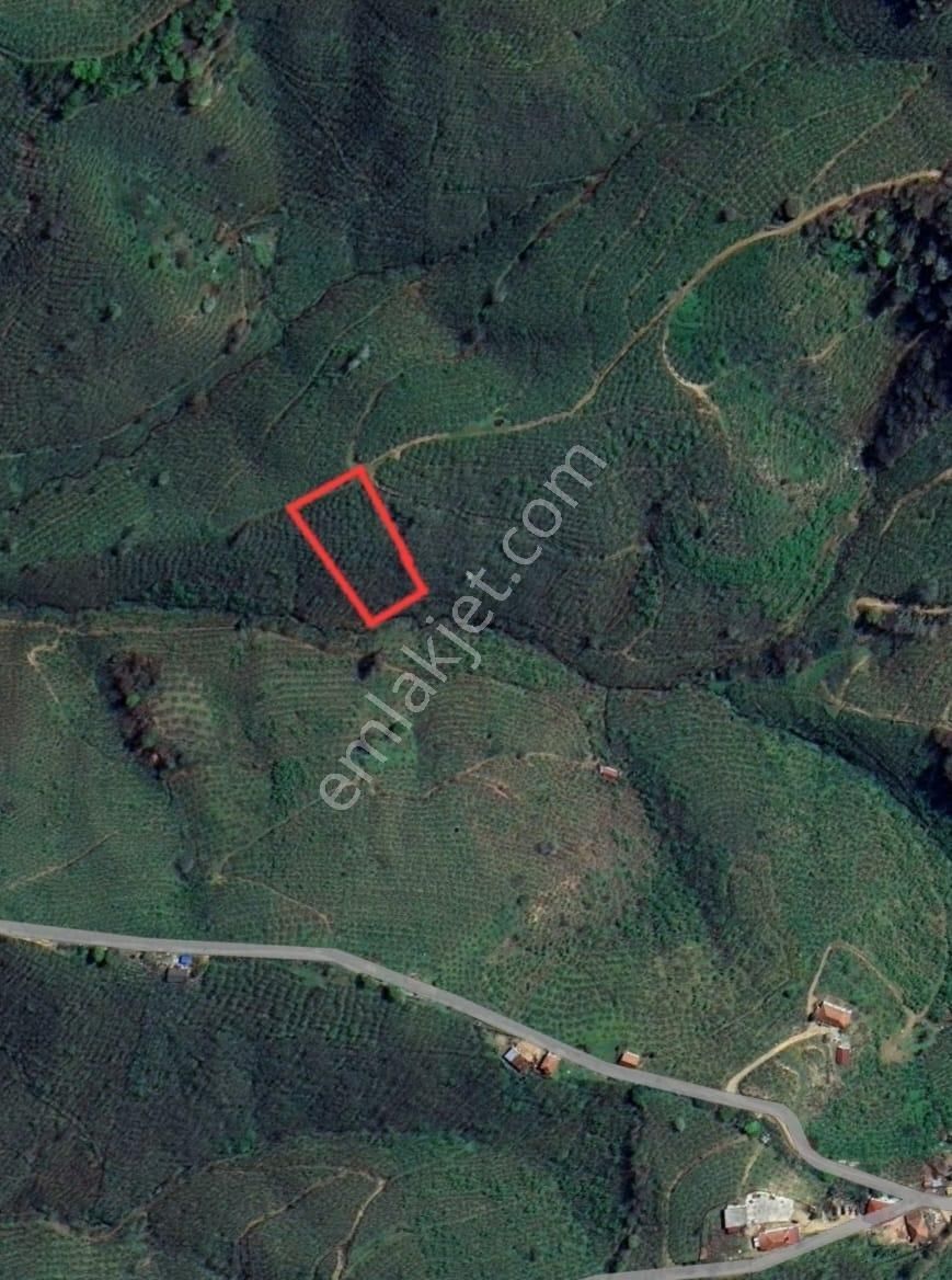 Hendek Dereköy'de 2198m2 Satılık Fındık Bahçesi - Görsel 4