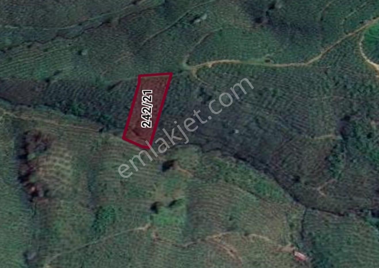 Hendek Dereköy'de 2198m2 Satılık Fındık Bahçesi - Görsel 3