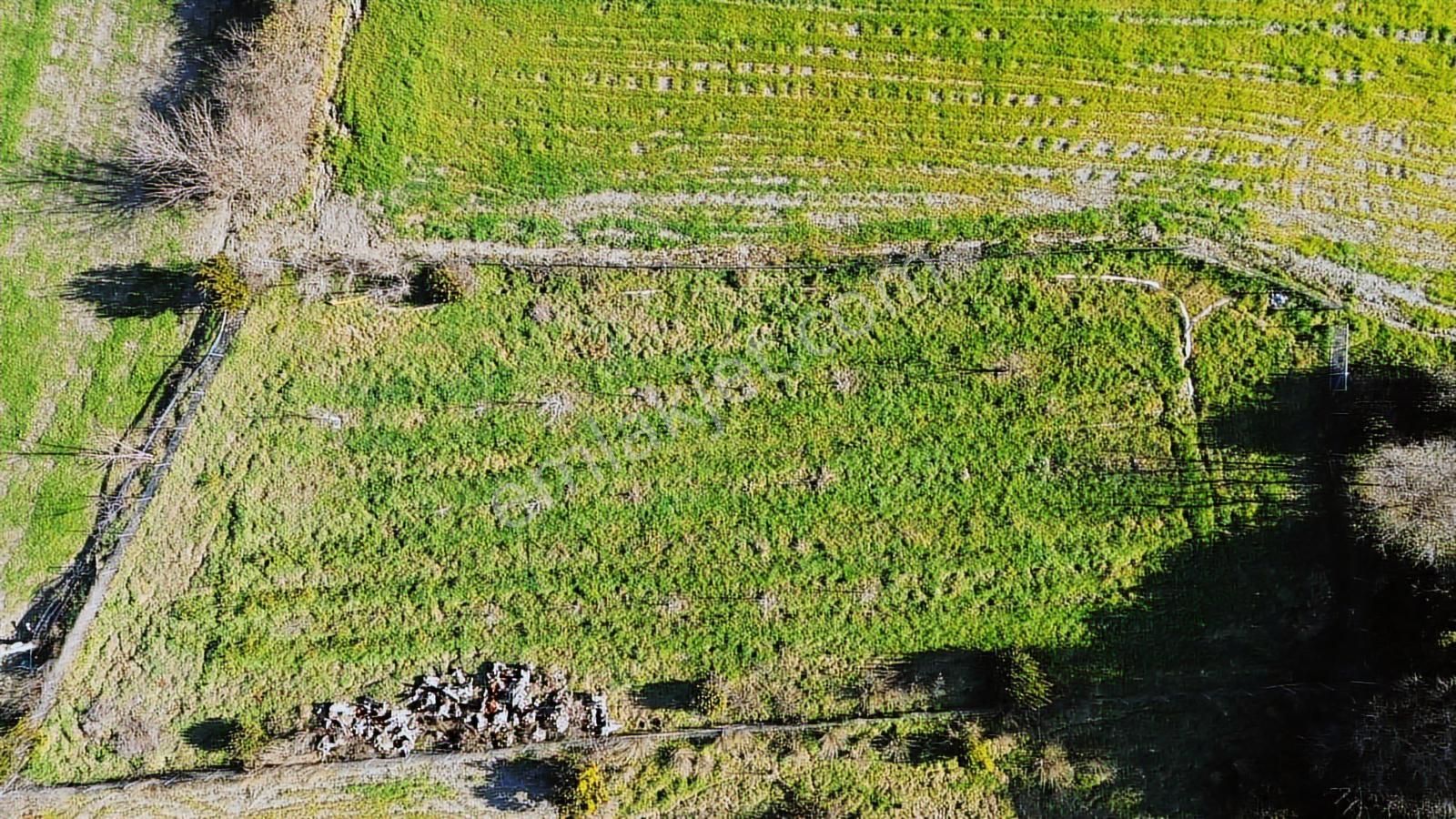 Muğla Ula Portakallık'da Satılık Fırsat 1526m2 Tarla - Görsel 5